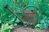 rusty watering can