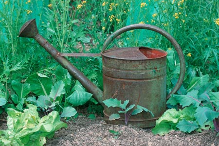 rusty watering can