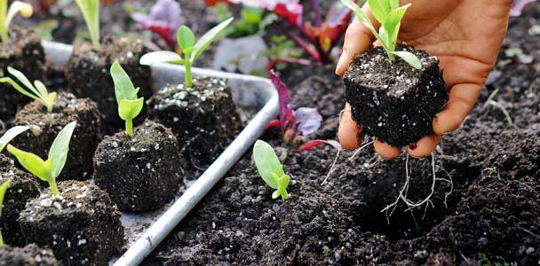how to start seeds step by step