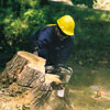 professional tree removal, step 5, Level the stump (or grind it away)