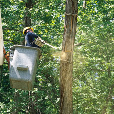 a cut above november 2001 tree removal upkeep story