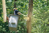 a cut above november 2001 tree removal upkeep story