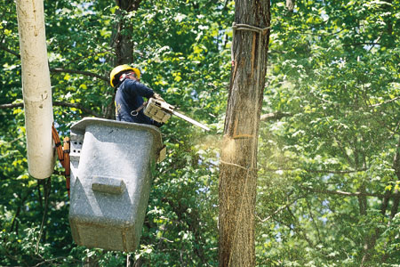 a cut above november 2001 tree removal upkeep story
