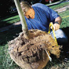 measuring the height of the root ball of a new tree
