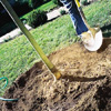 backfilling the hole when planting a new tree