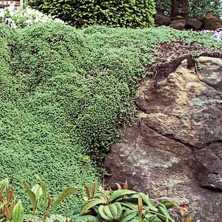 woolly thyme species of moss 