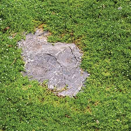 Irish moss 
