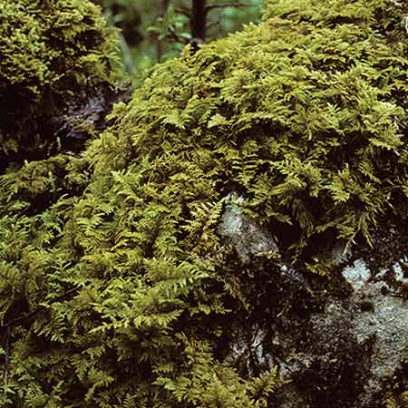 fern moss