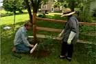 How to Prune and Train Roses