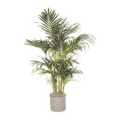 kentia palm that needs low light
