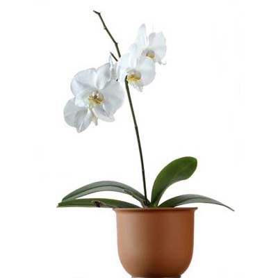 moth orchid house plant with delicate, wing-like flowers