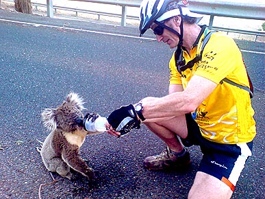 Koalas Desperate for Water in Australian Heat Wave