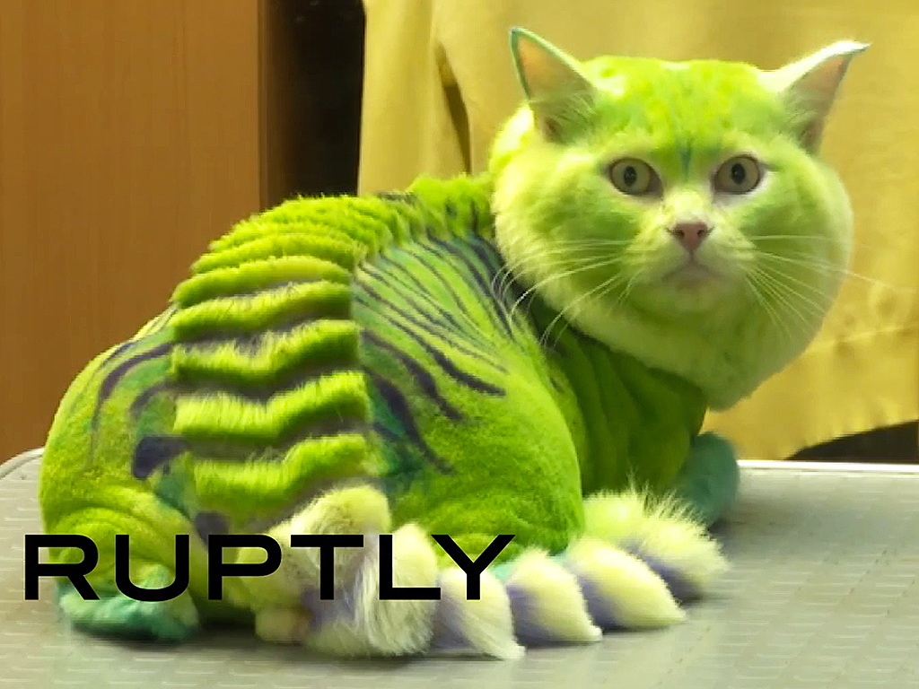 groomer turns cat into a green dragon - Democratic Underground