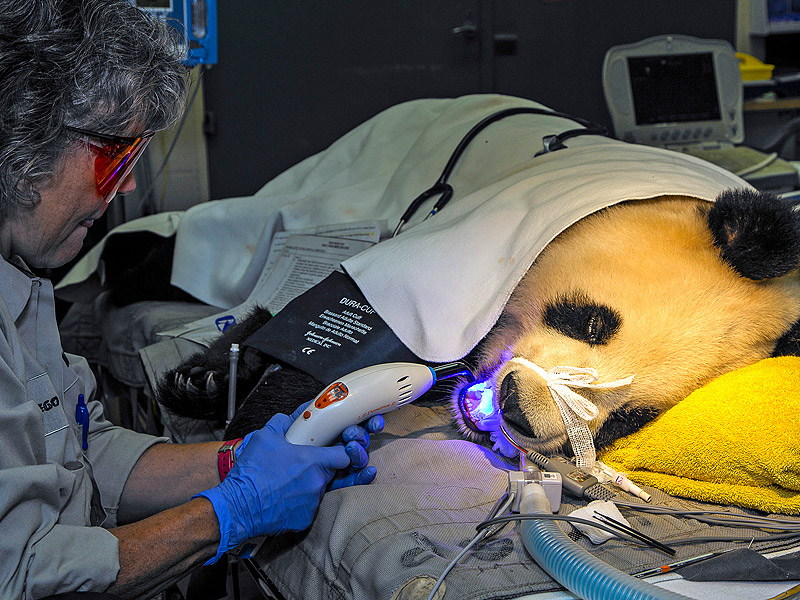 San Diego Zoo Panda Goes to Dentist