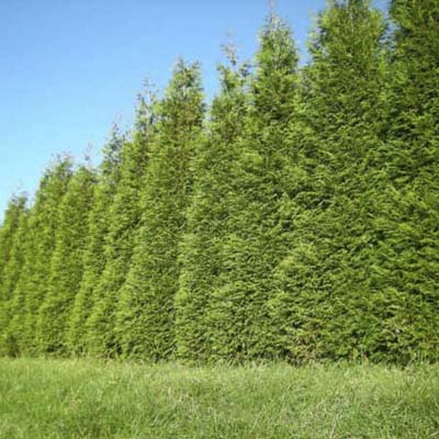 Plant an Evergreen Screen | Evergreen Privacy Screens | This Old House