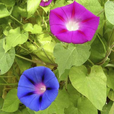 Morning Glory | Good Climbers | This Old House