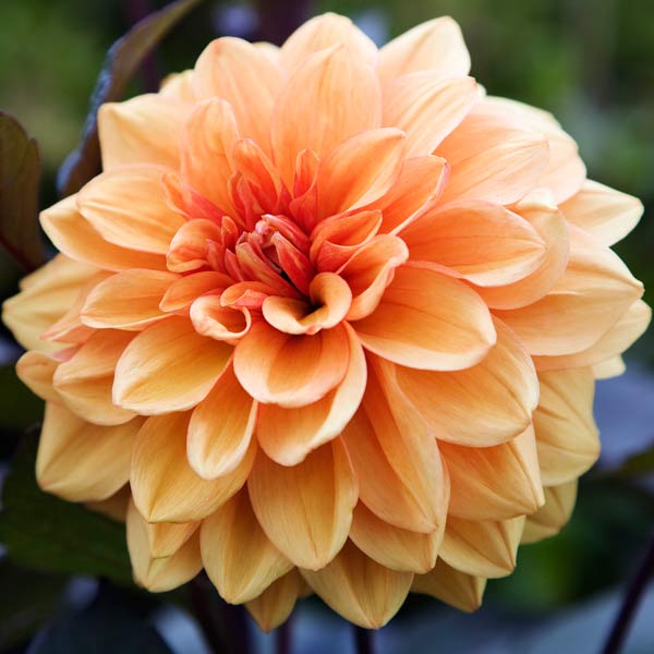 Intense Foliage Contrast | Dahlias: Late Summer's Drama Queens | This ...