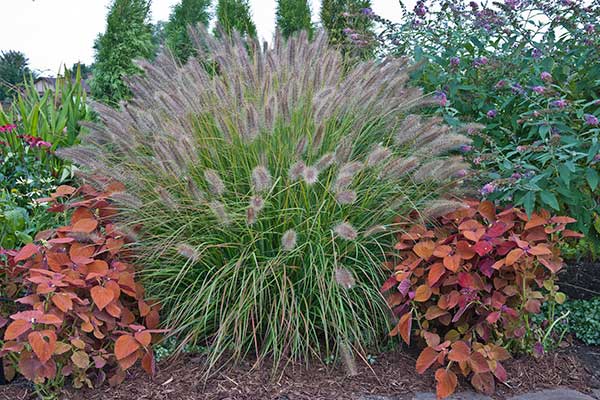 Prairie Winds Desert Plains Fountain Grass | 7 New Fall-Flowering ...